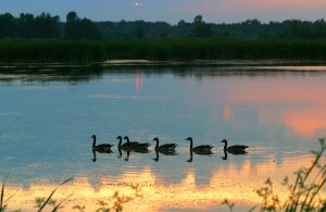 Silhouetted Canada geese swimming at sunset. Golden reflections in the foreground.
