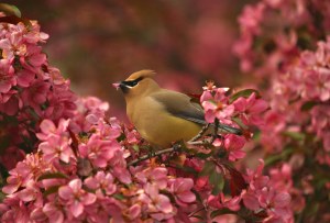 Cedar waxwing perched in a flowering crab with pink blossoms