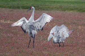 Two sandhill cranes in dance postures