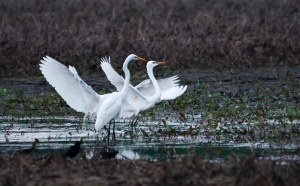 Two Great Egrets on Bark River Road - Near Fort Atkinson, Wisconsin