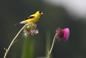 A goldfinch perched atop a thistle with another pink thistle in the foreground with green foliage in the background