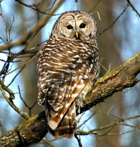 Barred owl perched on a tree branch looking directly at the camera