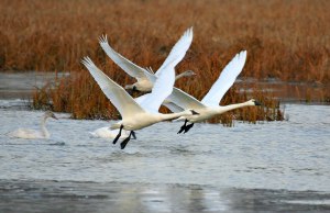 Several tundra swans with synchronized wings taking flight over water
