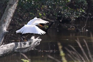 Great Egret with wings extended forward - Near Whitewater, Wisconsin
