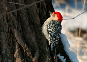 Red-bellied woodpecker on a treetrunk with snow in the background