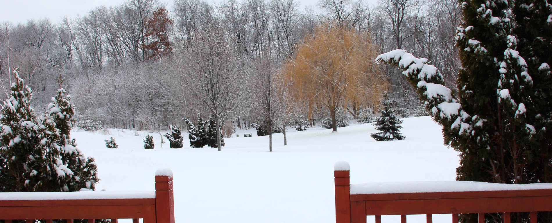 Snow covered back yard