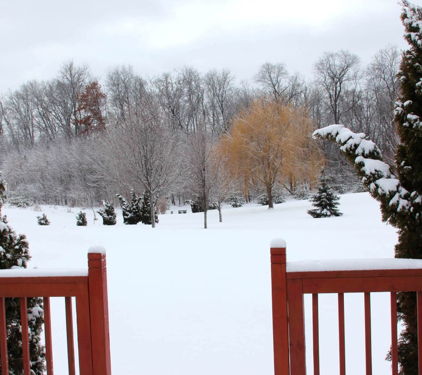 Snow covered back yard