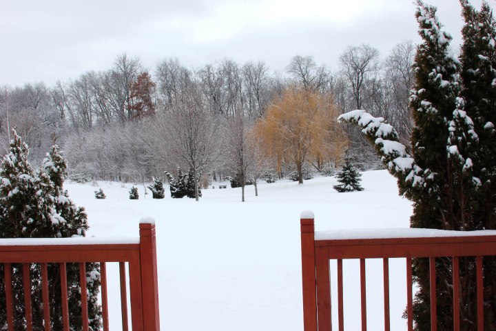 Snow covered back yard