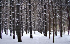 Stand of pine trees in the snow