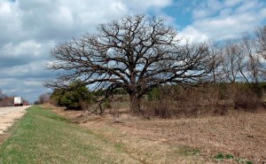 Large bur oak without leaves agains cloudy blue sky