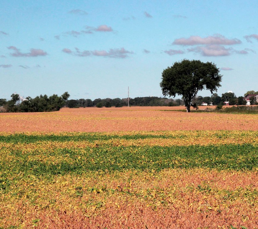 A long view of a field of ripe golden soybeans all the way to the tree line on the horizon.
