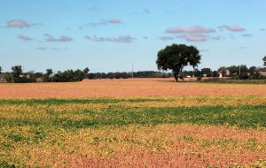 A long view of a field of ripe golden soybeans all the way to the tree line on the horizon.