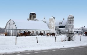 White barn and farm buildings covered in snow with horses outside.