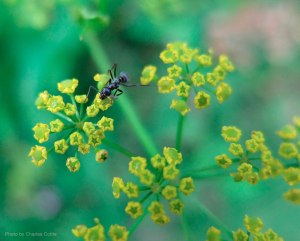 A small black ant crawling on golden alexanders.