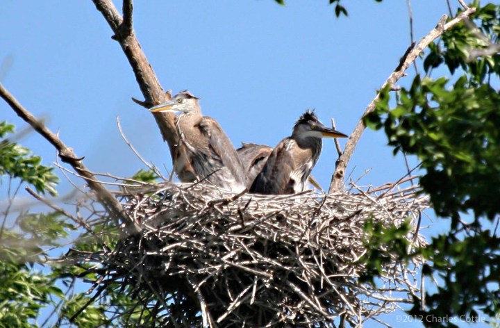 Two heron chicks in their nests looking in different directions