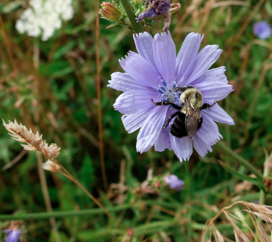 A bumblebee perched on a chicory flower