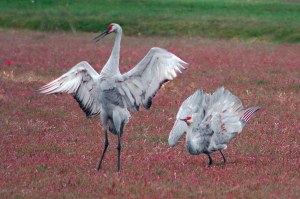 Two sandhill cranes in dance postures