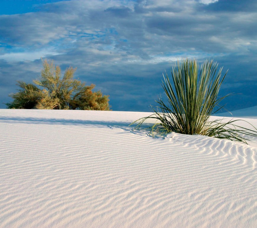 White sand with patterns - foliage