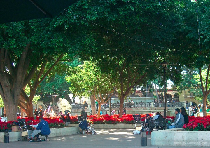 People already gathered at Oaxaca's shade covered town square. Poinsettias ring the area.