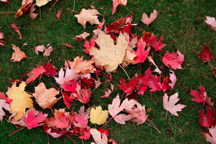 Close-up of multi-colored fallen leaves in Whitewater, Wisconsin