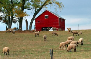 Sheep on a hillside grazing. Red barn at the top of the hill.