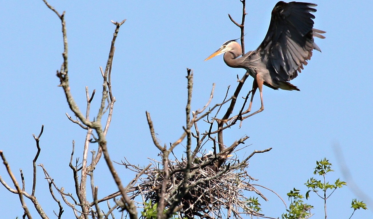 Heron landing at nest - blue sky in background
