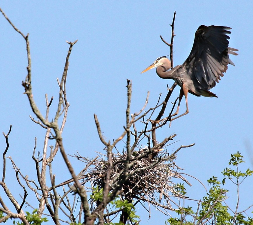 Heron landing at nest - blue sky in background