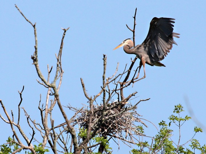 Heron landing at nest - blue sky in background