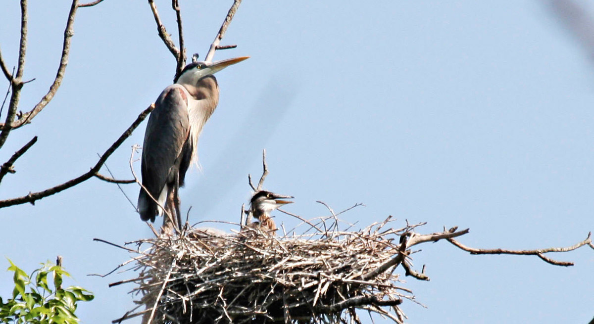 Heron chick in nest with parent standing.