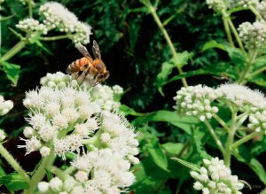 A honey bee perched on top of a Queen Anne's Lace flower.