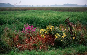 Wild flowers foreground - marsh landscape background.
