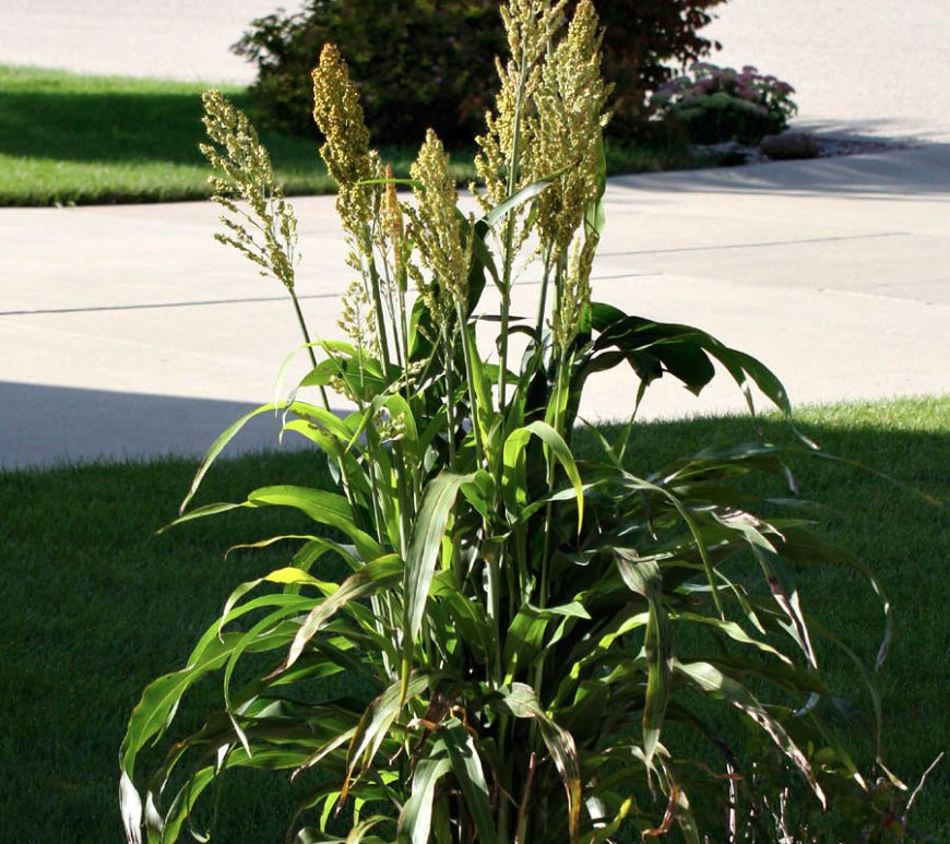 Millet plant in my flower bed