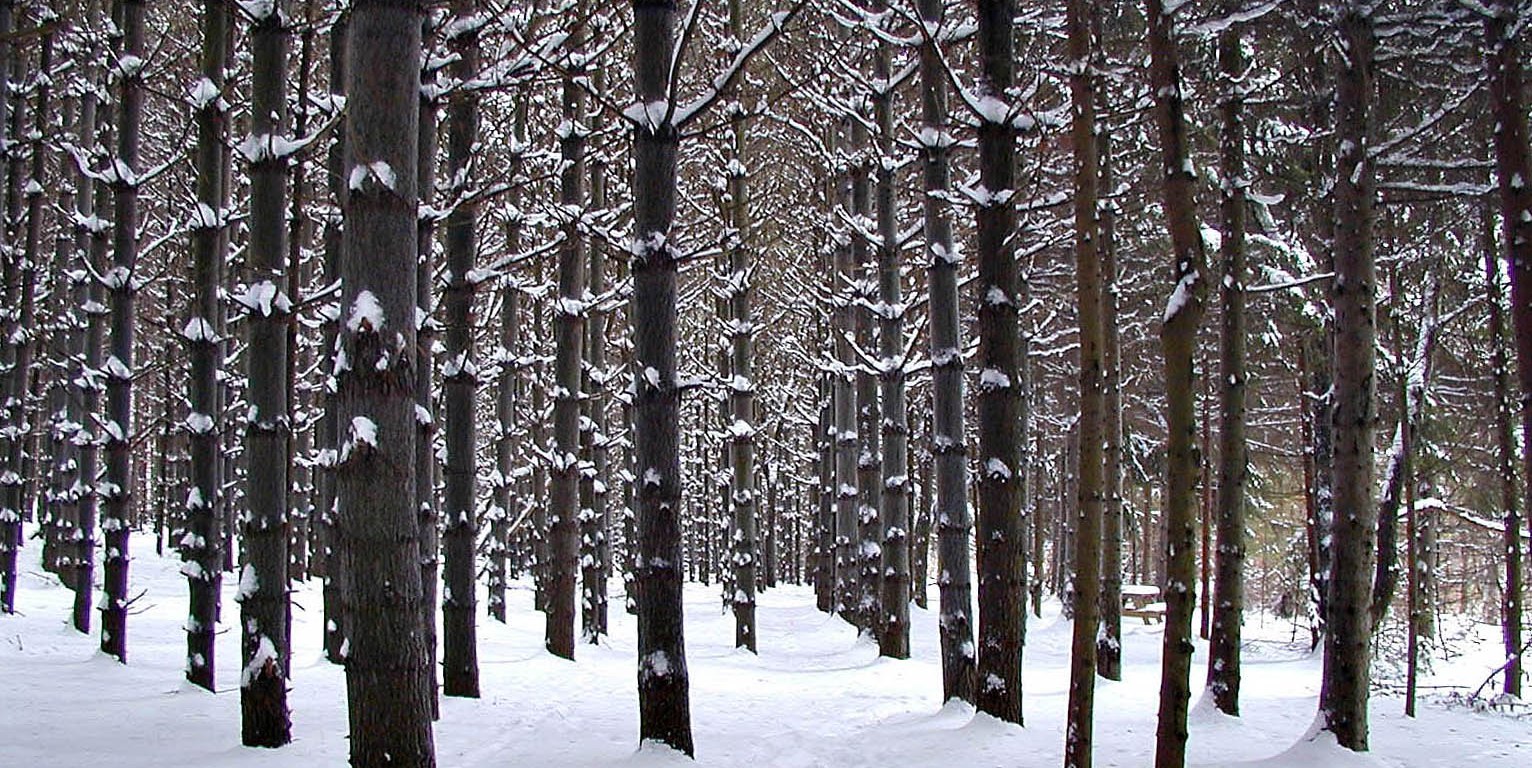 A stand of pine trees in snow.