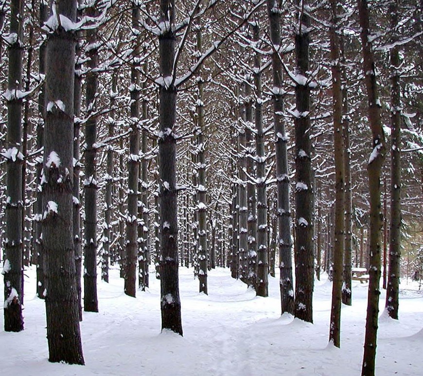 A stand of pine trees in snow.