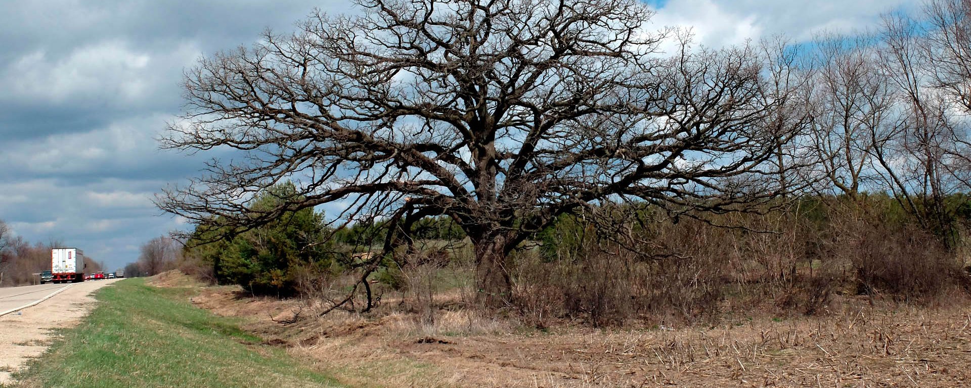Large bur oak against a partly cloudy sky
