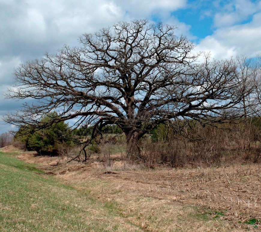 Large bur oak against a partly cloudy sky