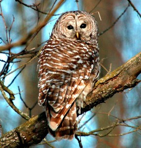 Barred owl perched on a tree branch looking directly at the camera