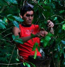 Worker picking coffee in thick foliage