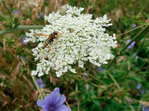 A hornet perched on top of a Queen Anne's Lace flower.