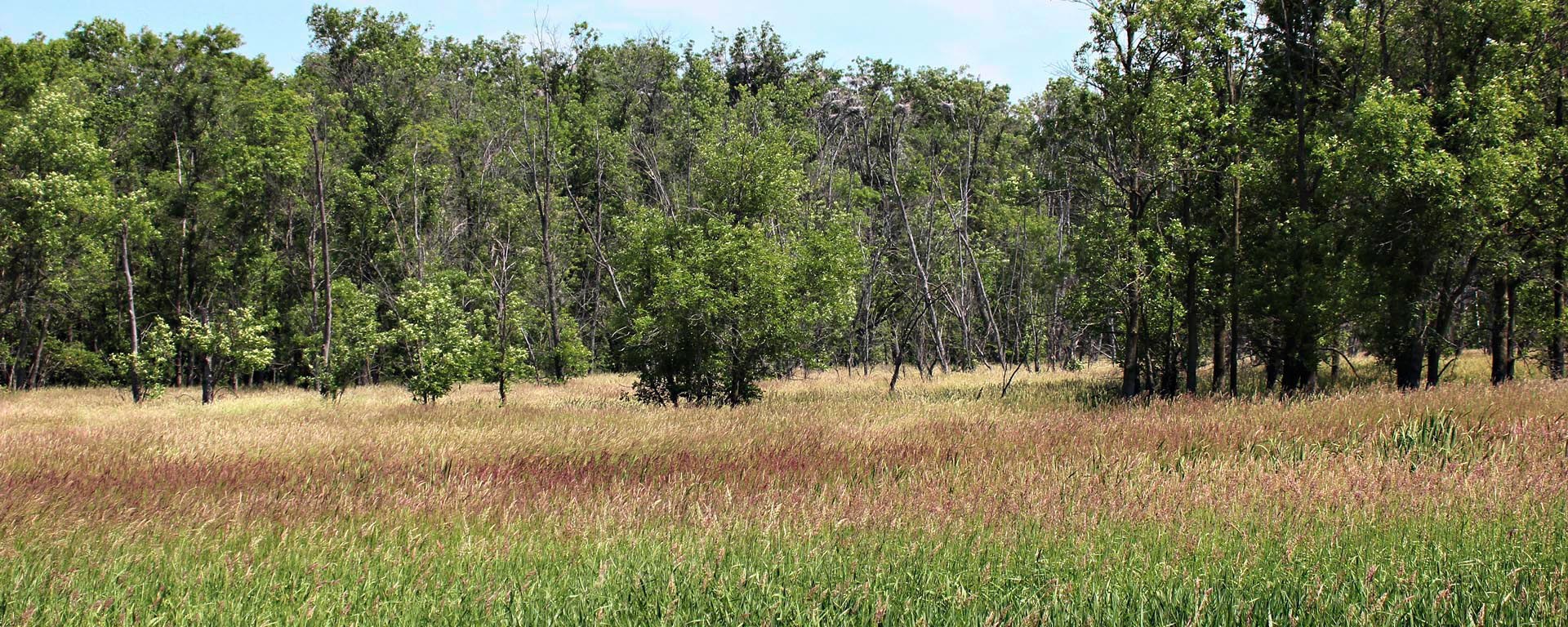 Marsh grass foreground, tall trees with nests in the background