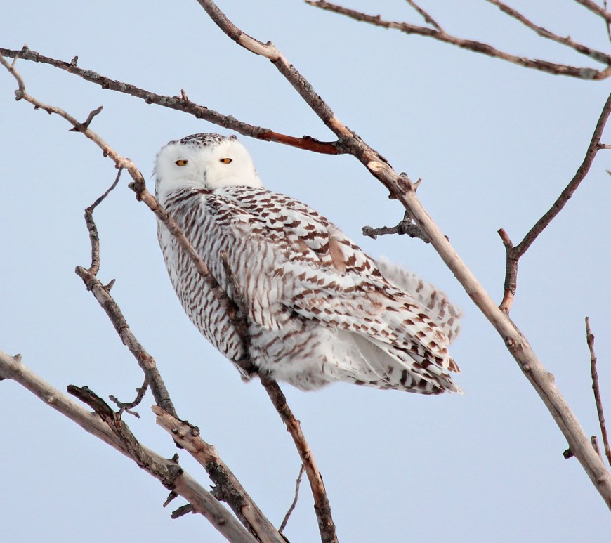 Snowy owl perched in a tree branch looking at the camera.