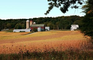 Golden soybean field with farm building in the background