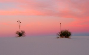 Sunset with yucca plants - pinkish orange sky