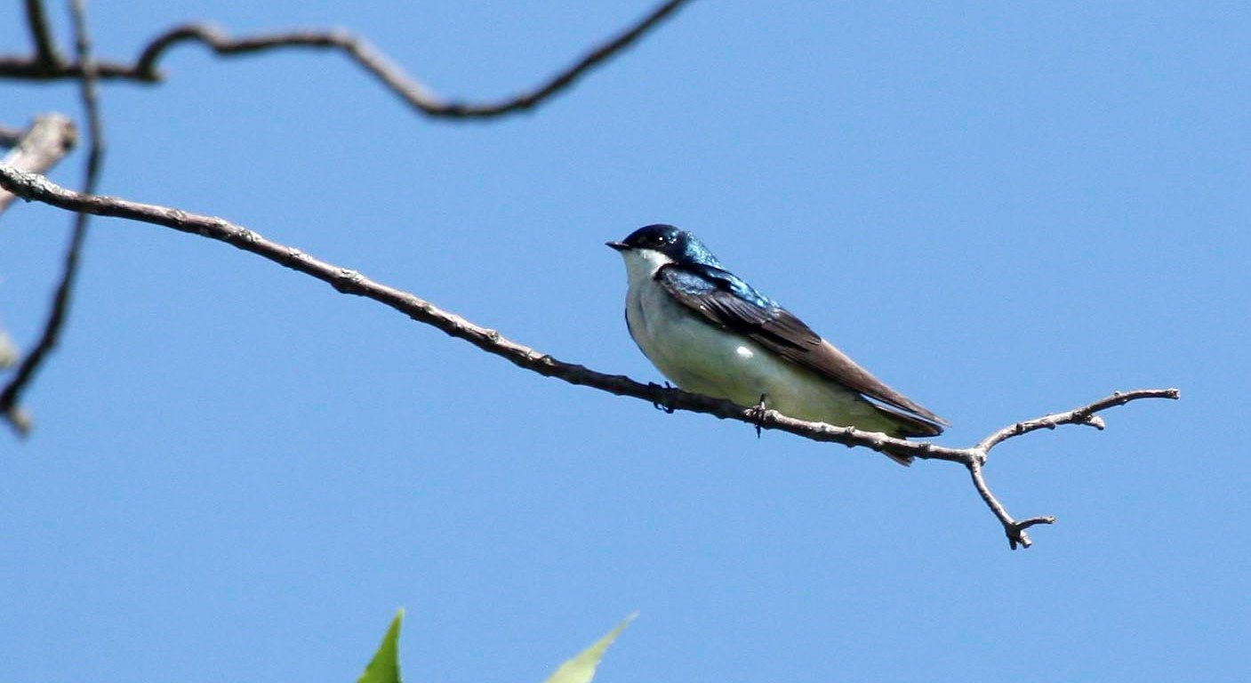 Tree swallow sitting on a small branch against a blue sky