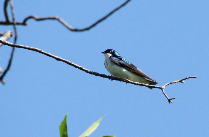 Tree swallow sitting on a small branch against a blue sky
