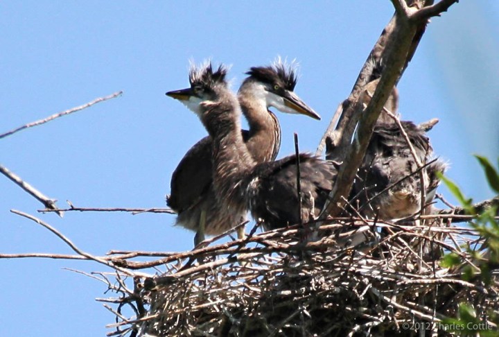 Two heron chicks in their nest.