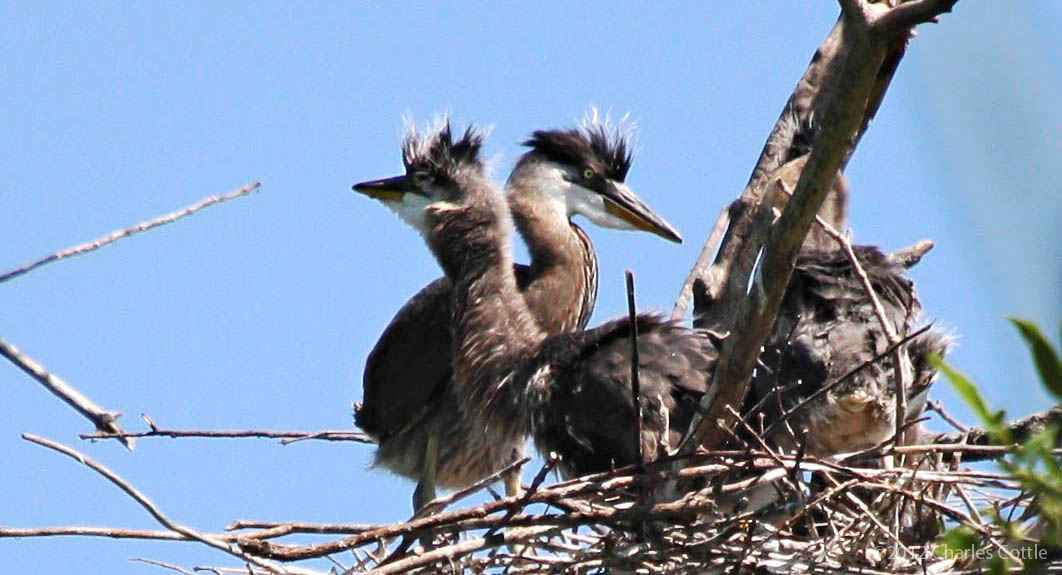 Two heron chicks in their nest.