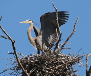 Great blue heron perched above a large nest in a heron rookery