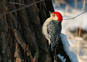 Red-bellied woodpecker on a treetrunk with snow in the background