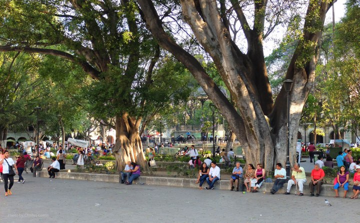 The city square or zÃ³calo with people sitting and covered by large shade trees.